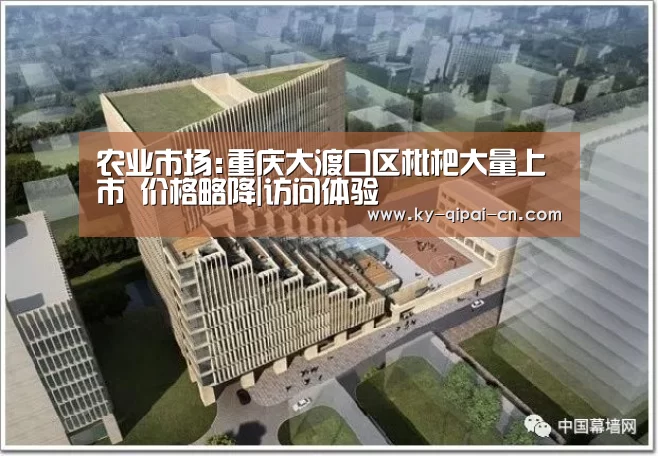 农业市场:重庆大渡口区枇杷大量上市 价格略降|访问体验(图1) 客户端安装