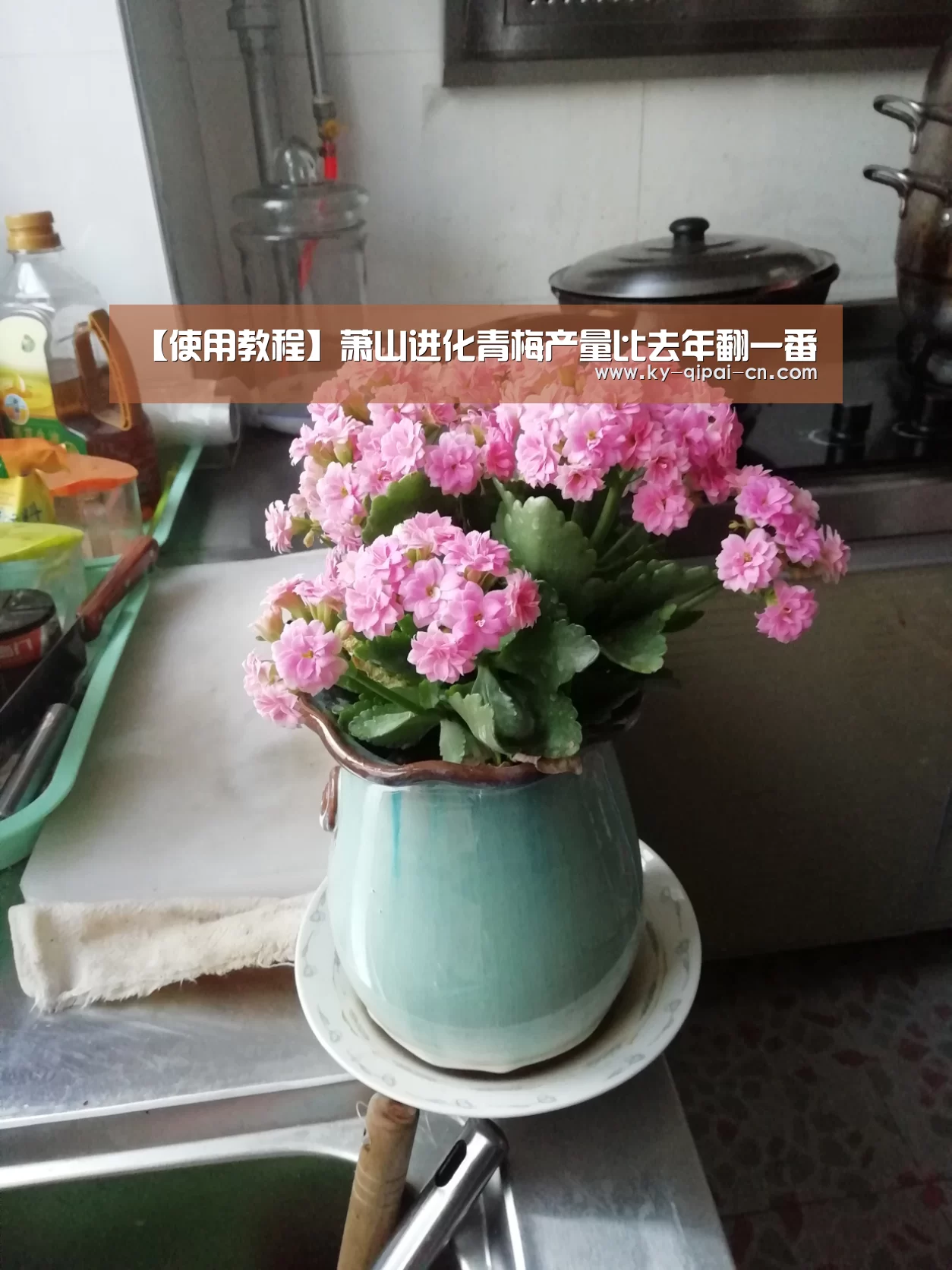 【使用教程】萧山进化青梅产量比去年翻一番(图2) 开元棋牌下载下载中心