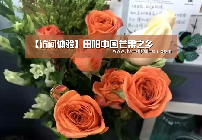 【访问体验】田阳中国芒果之乡(图2) 使用教程